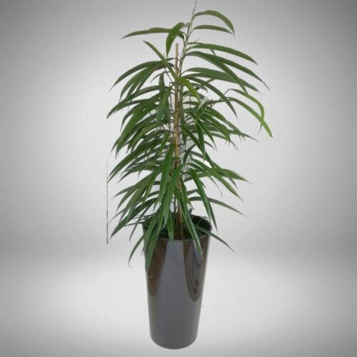 ficus longifolia + kaspó 90 cm