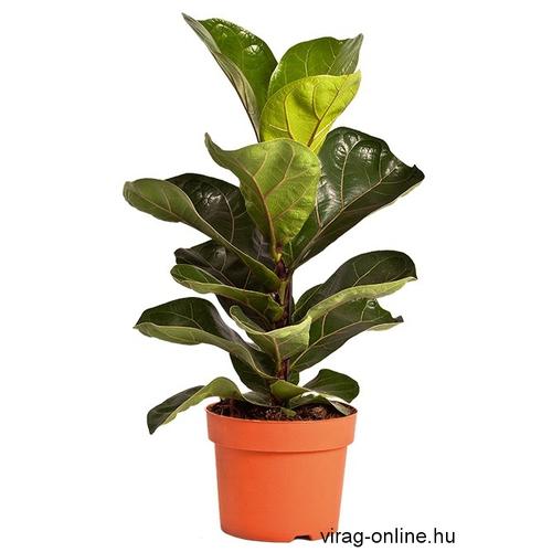 Lantlevelű Ficus 12 cm-s cserépben