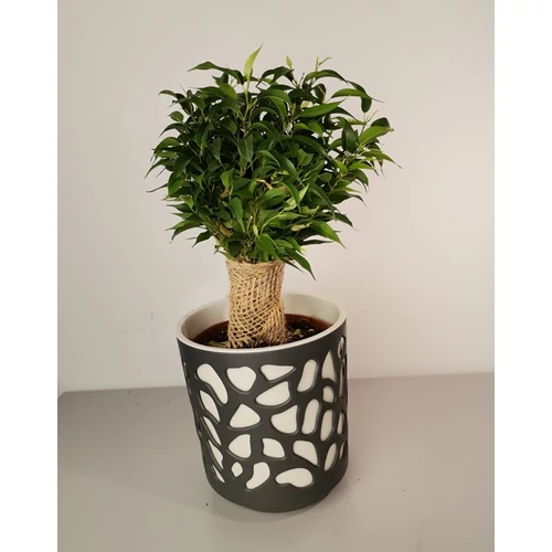 Fikusz natasja 14 cm-s kaspóban