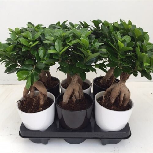 Ficus Ginseng BONSAI + kaspó