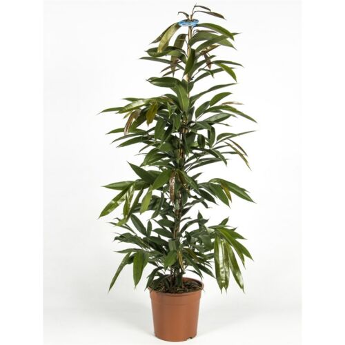 ficus longifolia 90 cm
