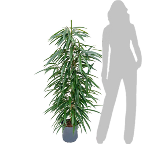 ficus longifolia 150-160cm