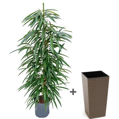 ficus longifolia kaspóval 170 cm