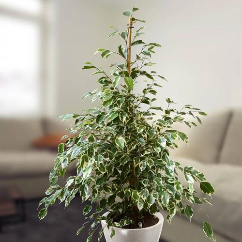 Tarka Csüngőágú Fikusz 14 cm-s cserépben