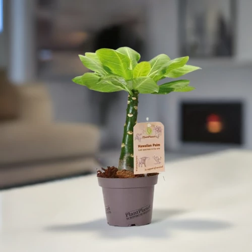 Vulkán- Hawaii pálma 12 cm-es cserépben