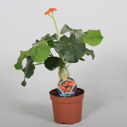 Jathropha 12cm-s cserépben