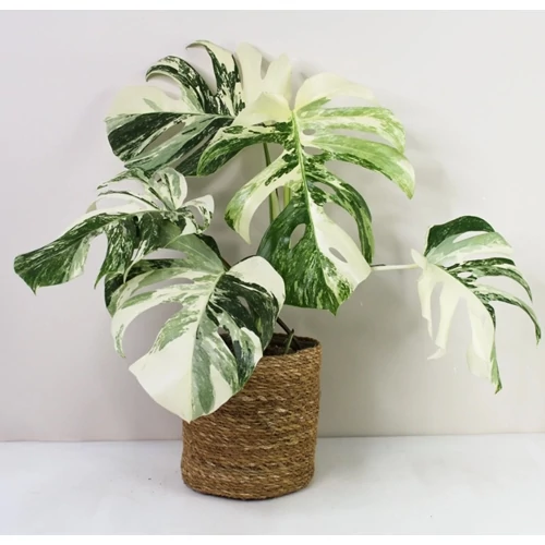 Könnyezőpálma variegata 40 cm, 14 cm-es cserépben