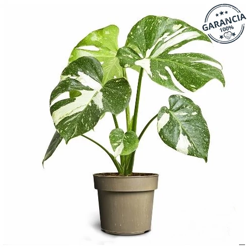 Monstera thai collection, monstera variegata