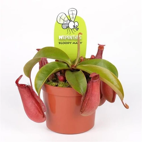 Kancsóka, Nepenthes Bloody Mary 9 cm-s cserépben