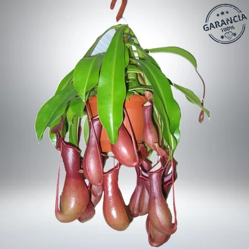 Kancsóka, Nepenthes akasztós cserépben