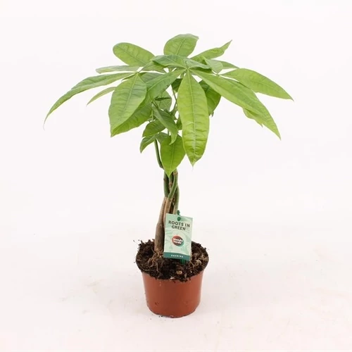 Vadkakaó, Pachira 30-40 cm