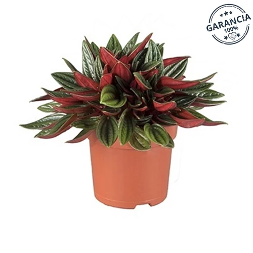 Törpebors 13 cm-s cserépben