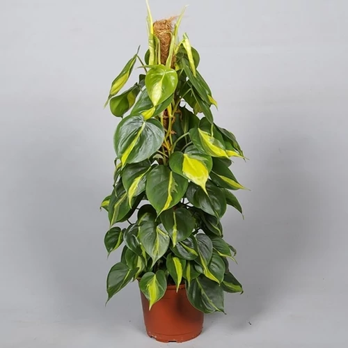 Filodendron brazil mohakarós 60 cm