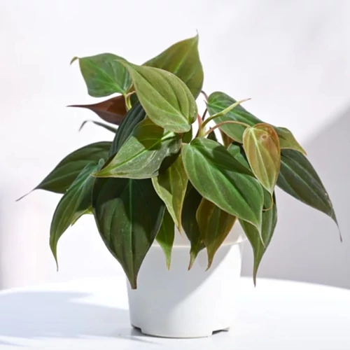 Kúszó Filodendron mican 12 cm cserépben