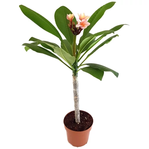 Plumeria Templomfa 17 cm-s cserépben