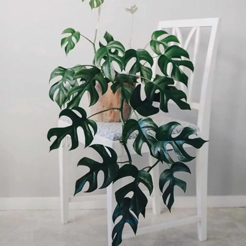 Monstera minima 30 cm