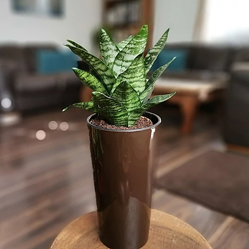 Anyósnyelv, Sansaveria hahnii lilia kaspóban 40 cm