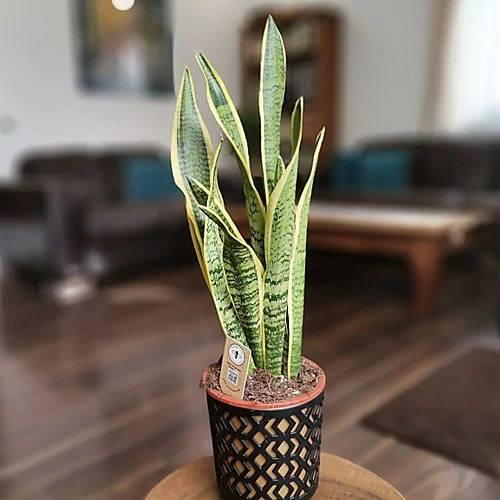 Anyósnyelv, Sansaveria azték kaspóban 40 cm