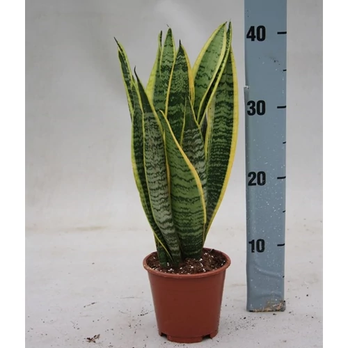 Anyósnyelv, Sansaveria laurentii 14 cm-cserépben