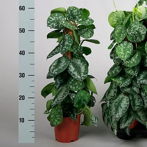 Szobai futóka pictus 60 cm