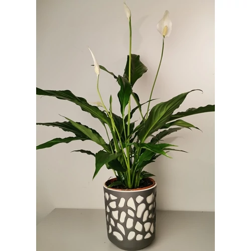 Vitorlavirág 14cm-s kaspóban