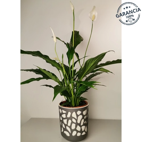 Vitorlavirág 14cm-s kaspóban