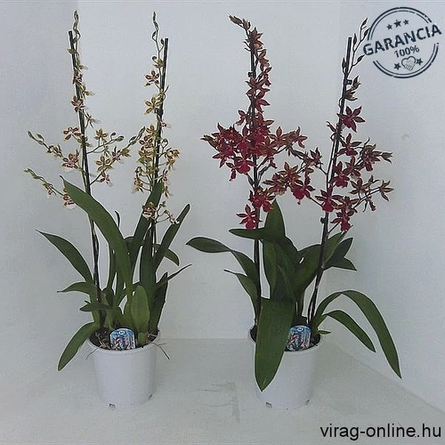 Cambria orchidea 60-70 cm