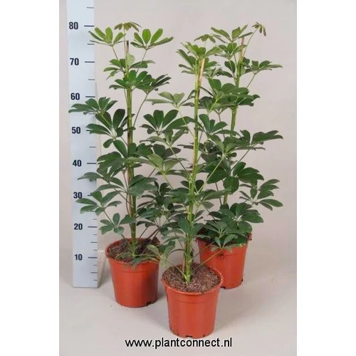 Sugárarália, Schefflera nora 17cm-s cserépben, 70 cm