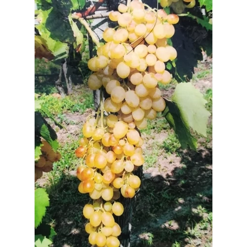 Szőlő 60-80 cm Helikon szépe