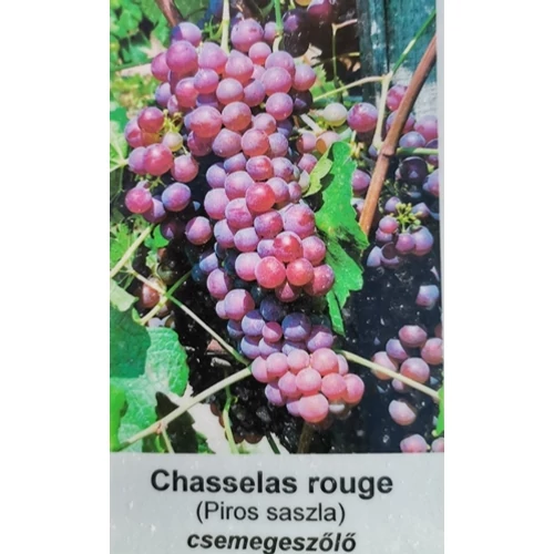 Szőlő 60-80 cm piros chasselas (saszla)