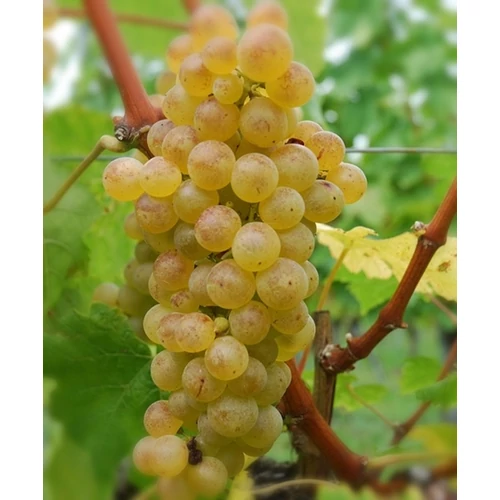 Szőlő 60-80 cm Chasselas Blanc