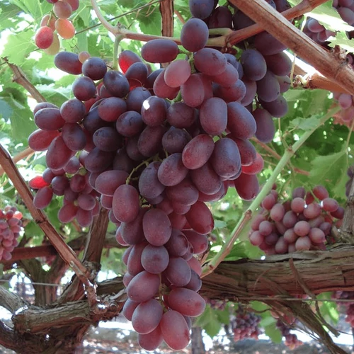 Szőlő 60-80 cm Crimson Seedless