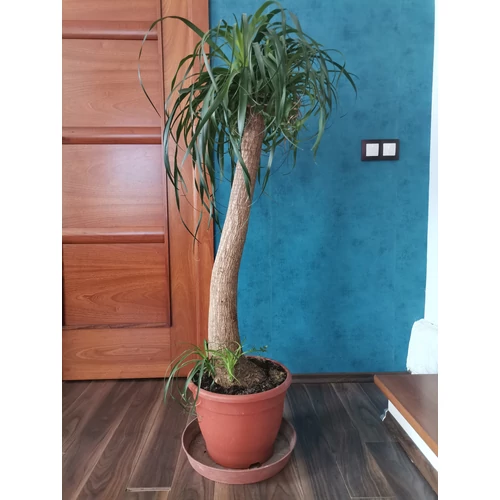Buzogányfa, Nolina 130 cm