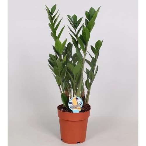Agglegénypálma, Zamioculcas 50cm