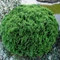 Törpe Nyugati Tuja. 2 lit. Thuja Danica