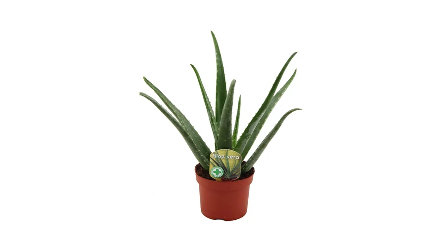 how to use aloe vera gel for skin Aloe Vera Gel