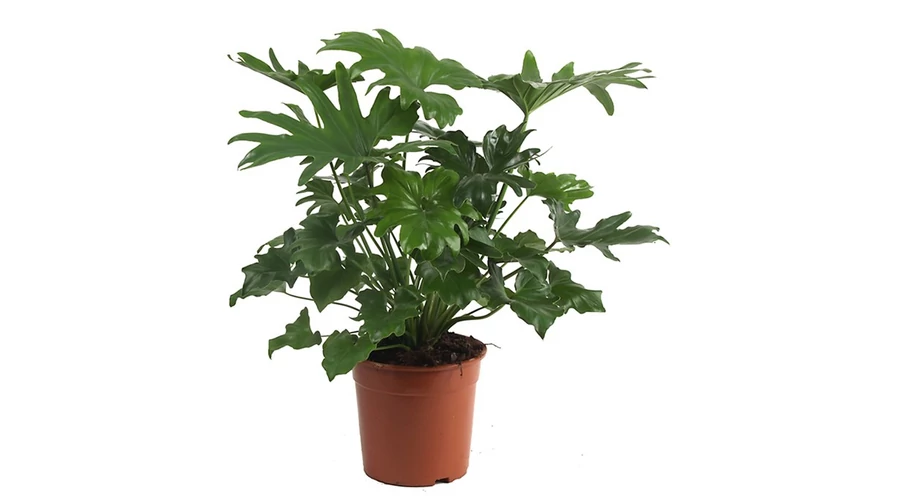 patriciae philodendron 4