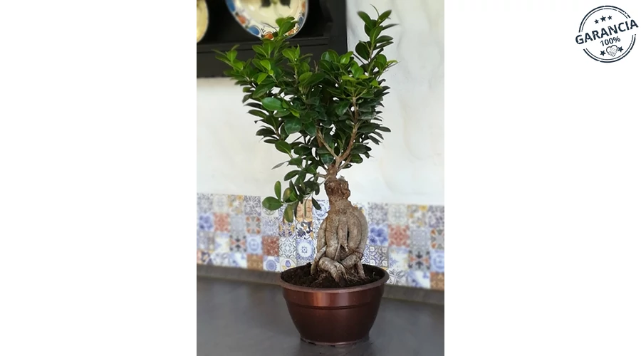 Ficus BONSAI 40 cm - Fikusz fajtk