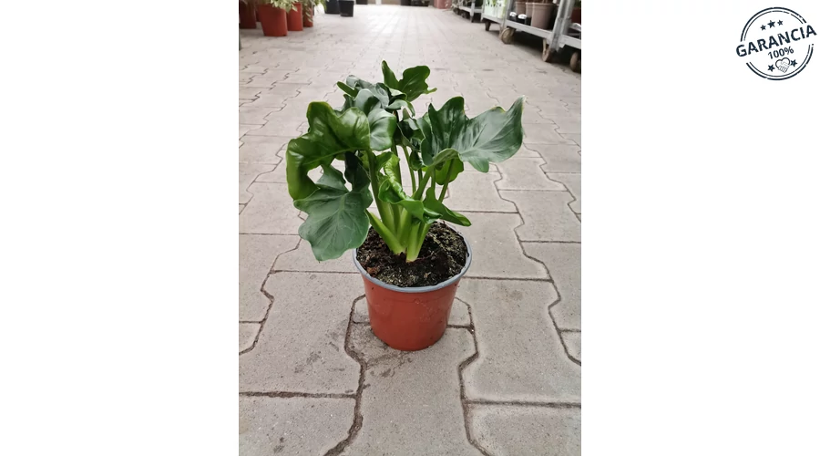 plant ing Epic Plant Tags – Epic Gardening main image 0