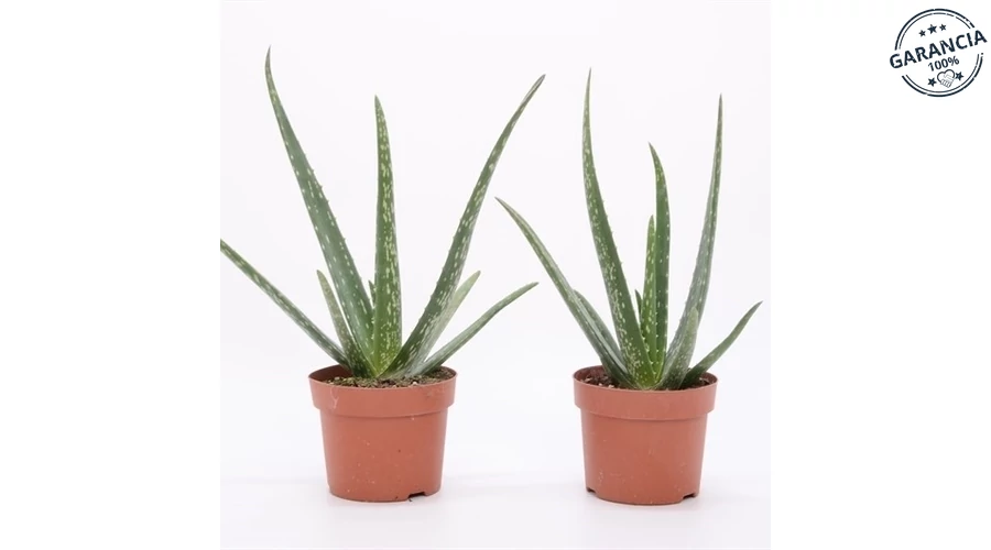Aloe Vera 10 cm-s cserpben