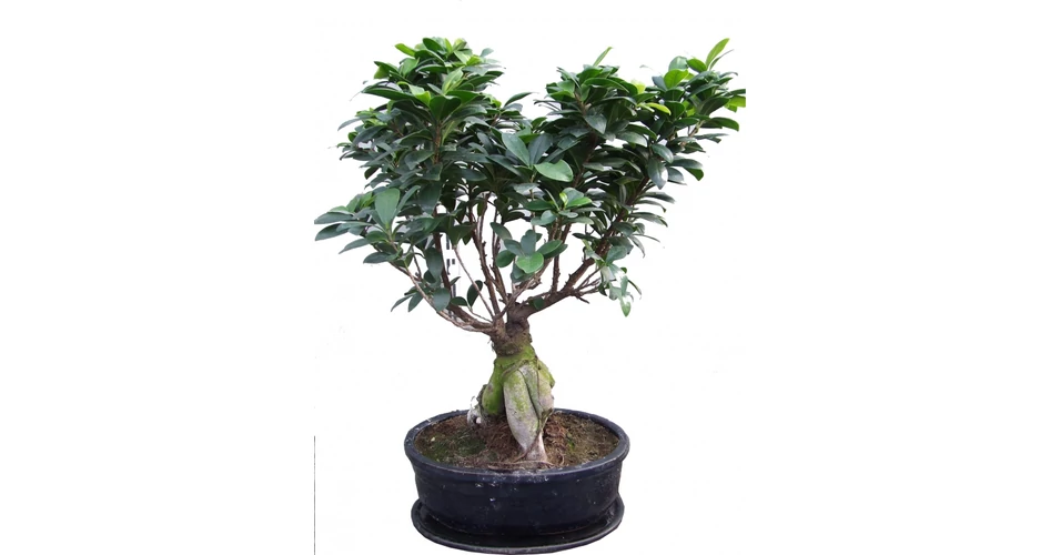 Ficus Ginseng BONSAI 30cm - Fikusz fajtk