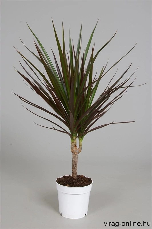 Srknyfa 35cm Dracaena marginata - Levldsznvnyek