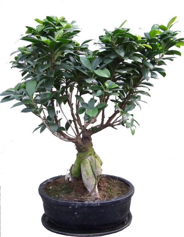 potatura bonsai ginseng Medium Ginseng Bonsai Tree