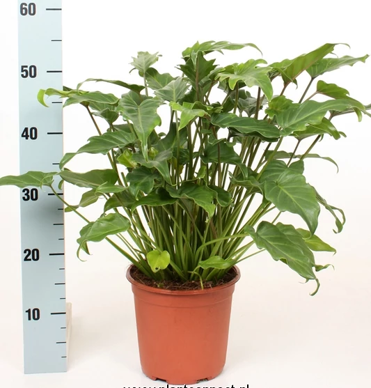 Filodendron, Philodendron xanadu 14 cm-s cserpben